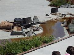 101PARC AUX OISEAUX DANS L AIN 2016 3_000035